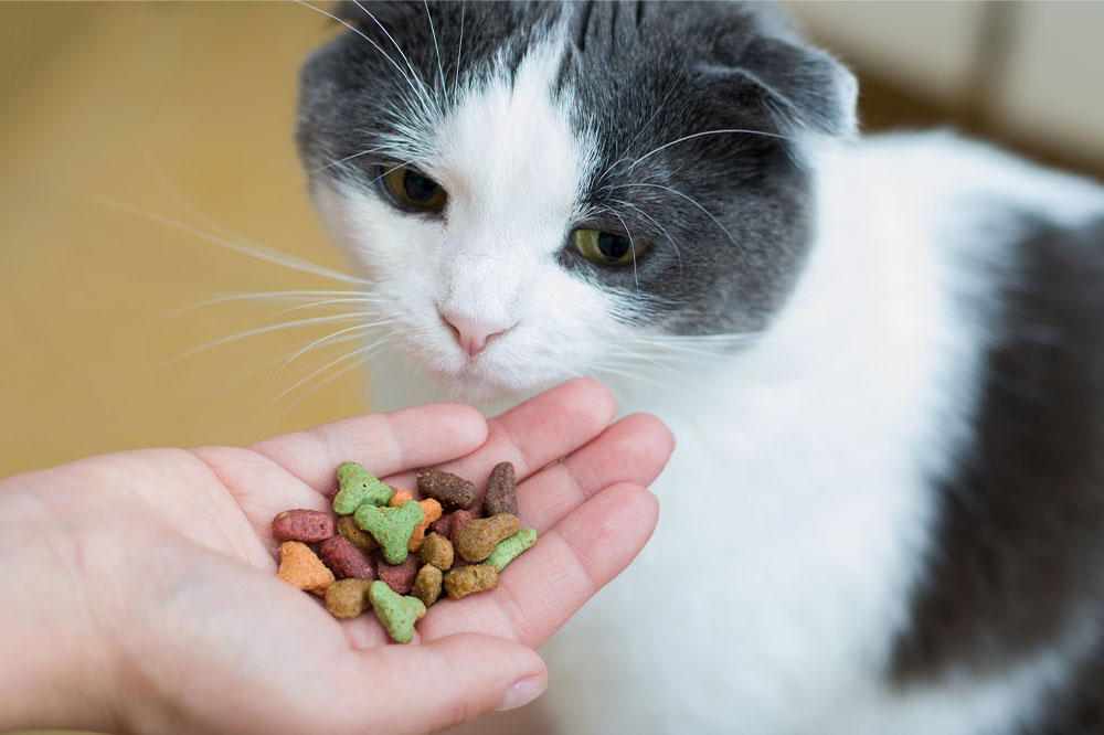 4 of the Most Popular Cat-treat Brands