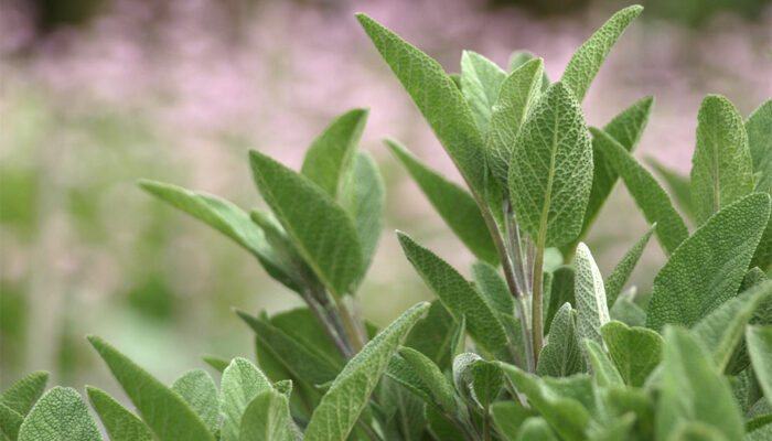 4 Plants That Repel Fleas and Ticks
