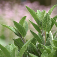 4 Plants That Repel Fleas and Ticks