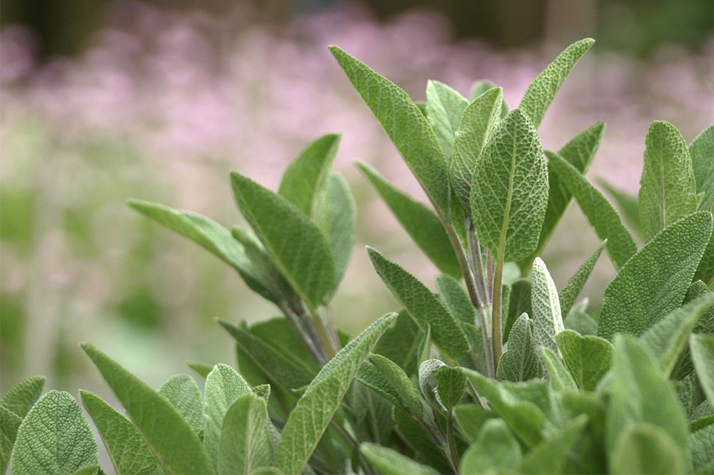 4 Plants That Repel Fleas and Ticks