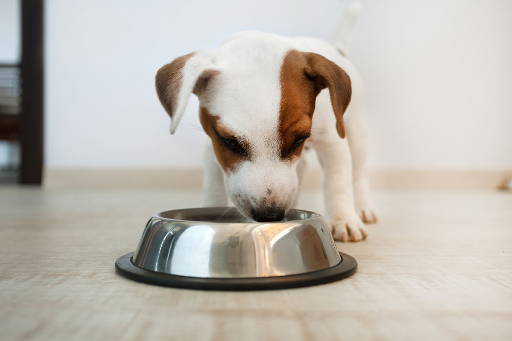 4 Toxic Foods to Keep Away from Dogs